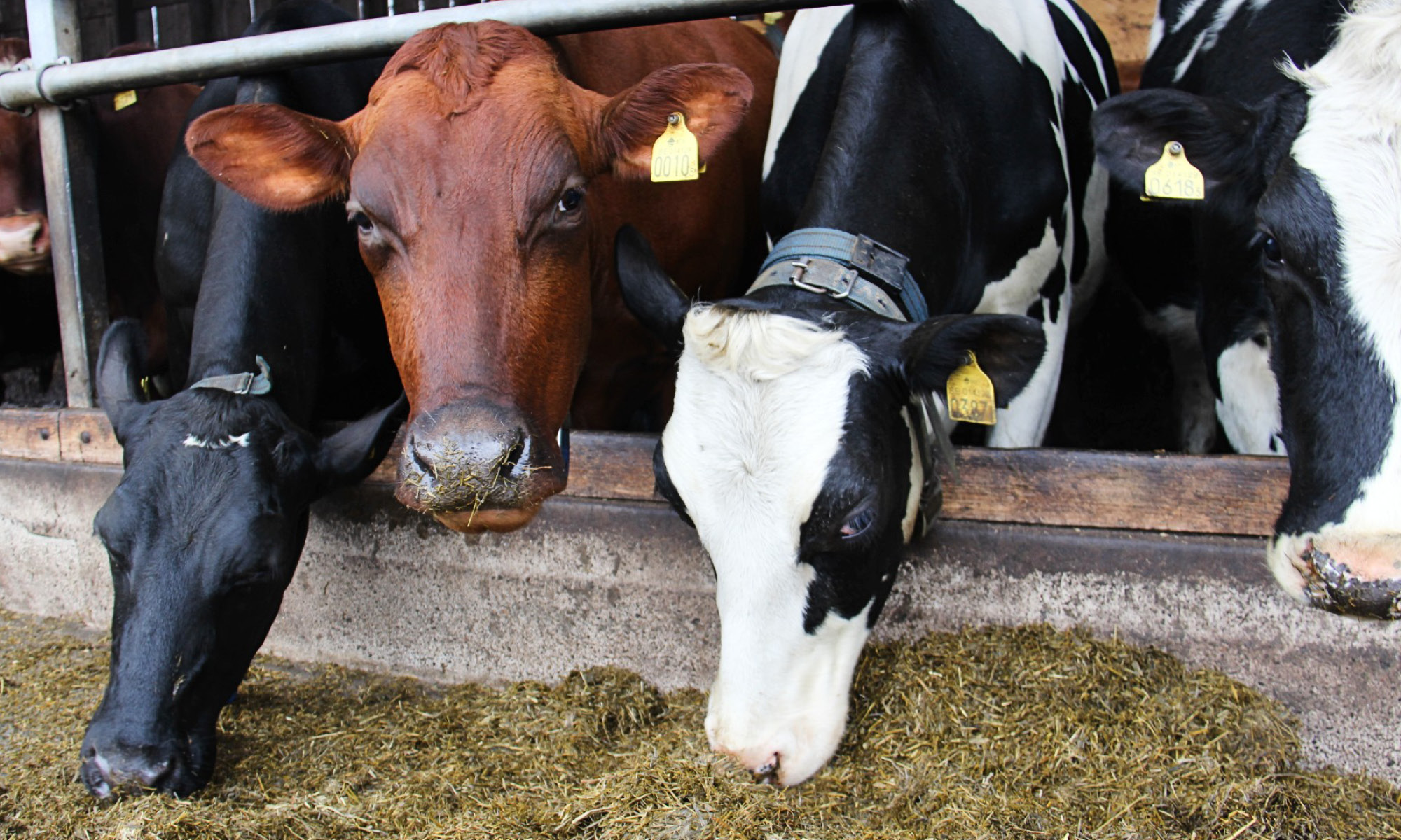 Kossor i ladugården på Torps Lantbruk
